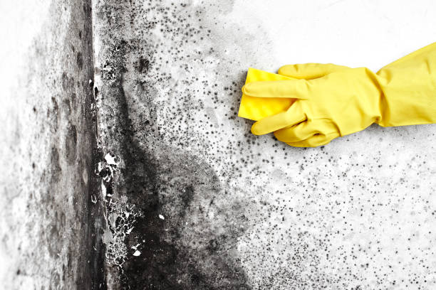 Best Commercial Mold Inspection  in Riverside, MO