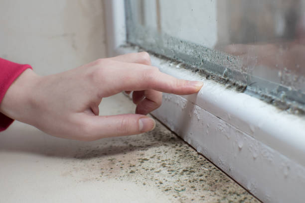 Best Water Damage & Mold Remediation  in Riverside, MO